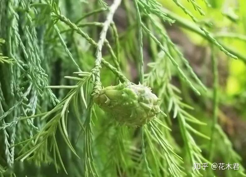 国家Ⅰ级濒危重点保护珍稀植物:水松 - 知乎