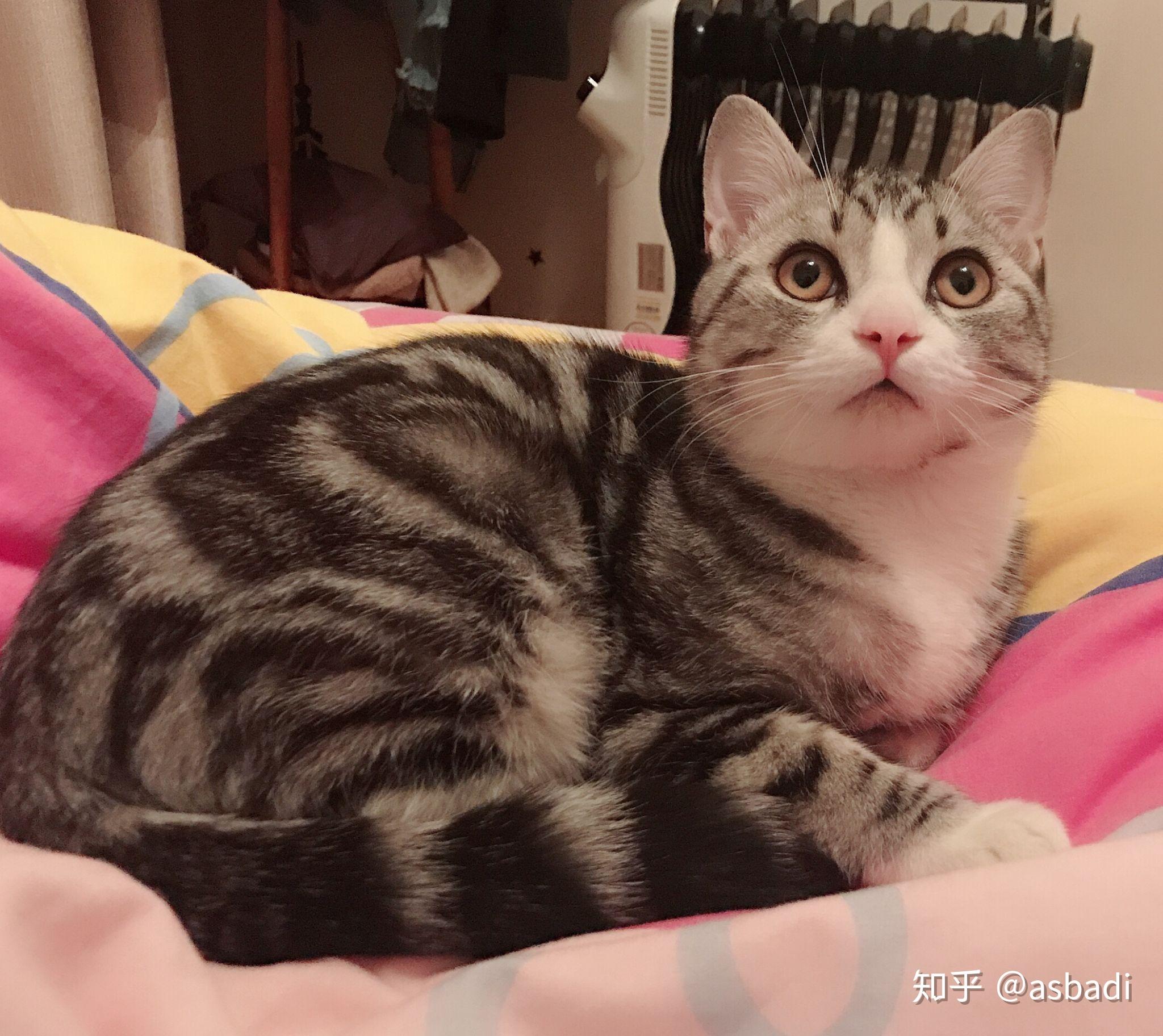 田园猫和美短猫配种会生出怎么样的宝宝