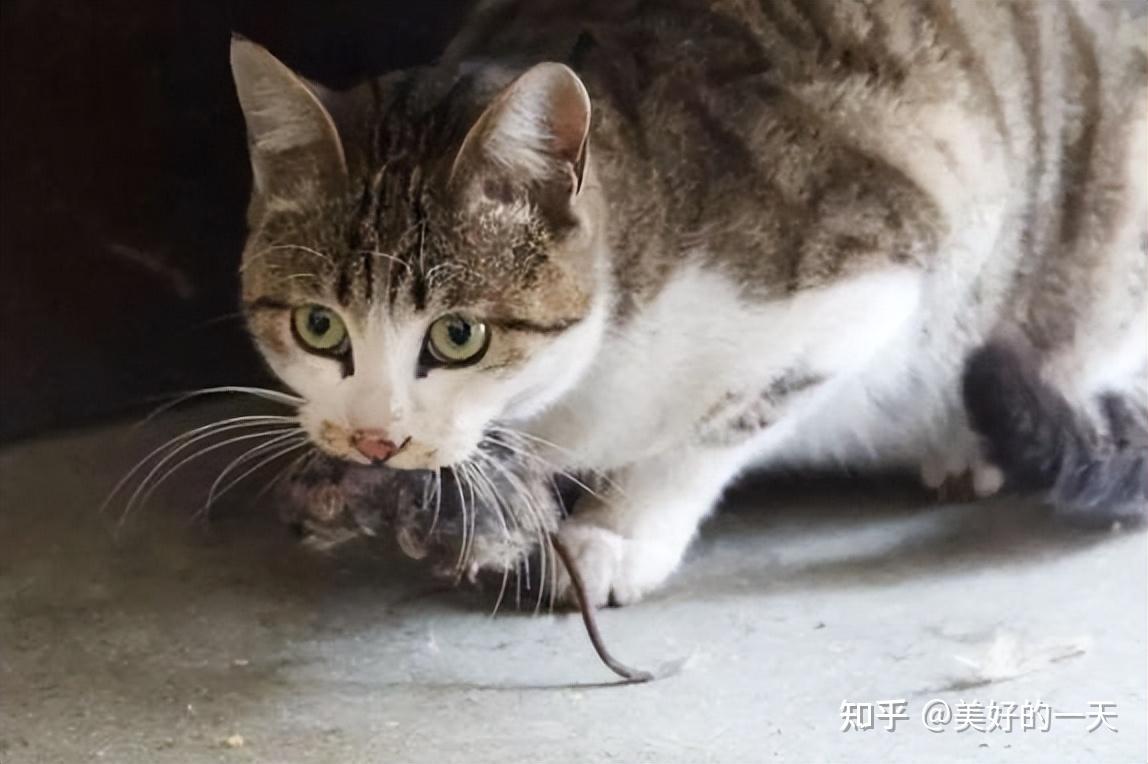 “土猫”适合当“宠物猫”养吗?亲身经历告诉你答案 - 知乎