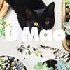 养猫家庭自查 这30种常见植物对猫有毒 知乎 养猫家庭自查 这30种常见植物对猫有毒 知乎