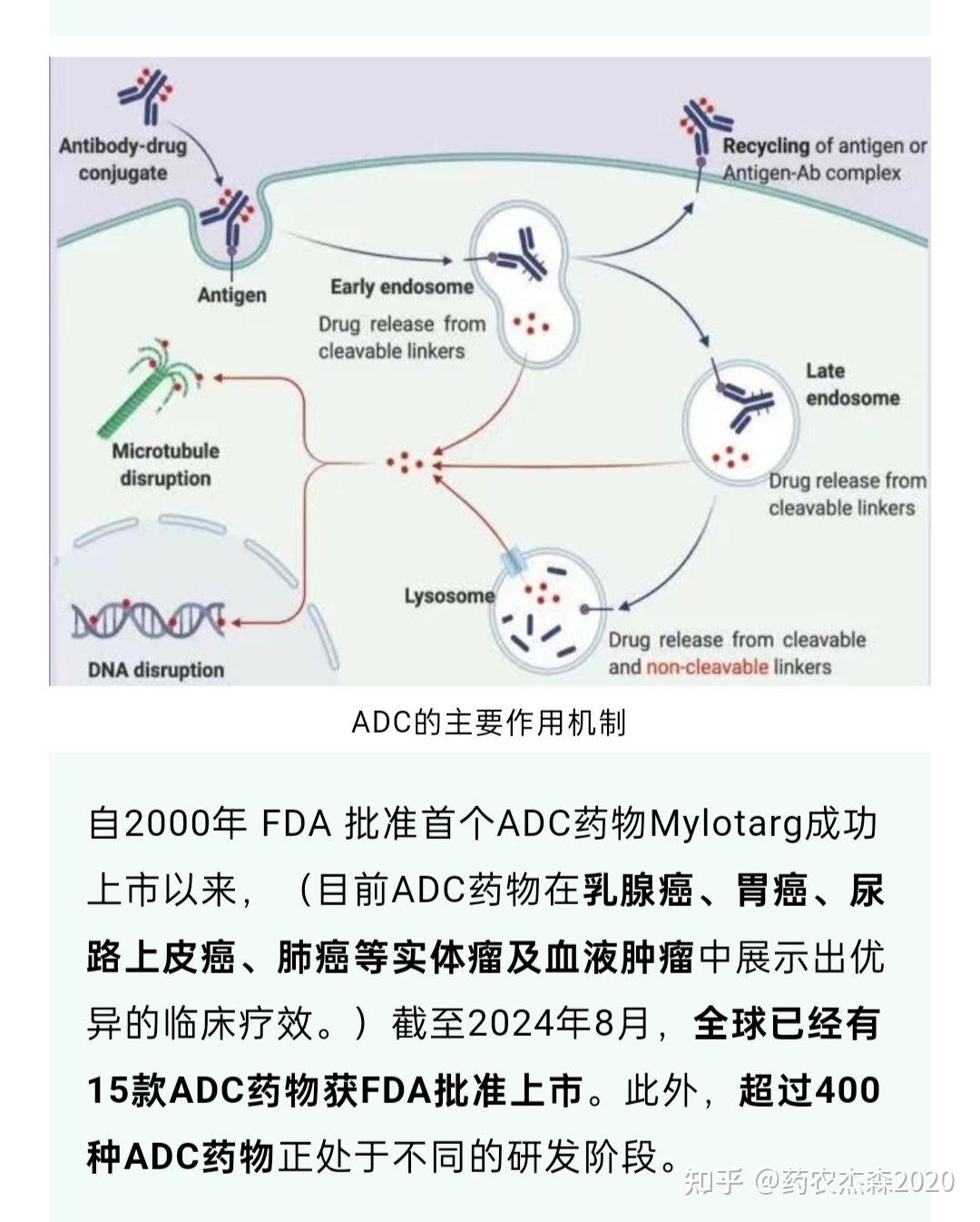 什么是双抗?ADC?双抗ADC? - 知乎