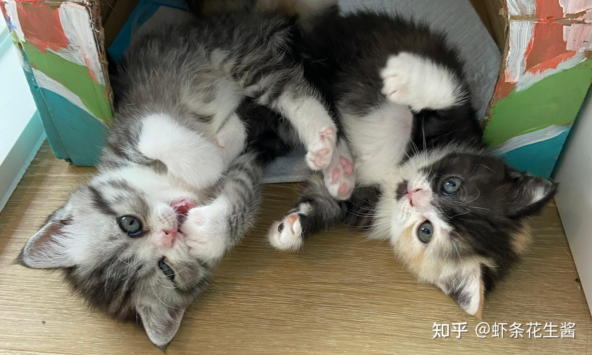 美短和加菲能串吗? - 知乎