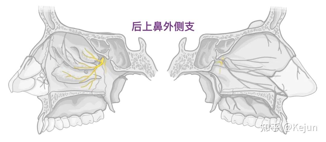 人体解剖学基础——鼻子篇 - 知乎