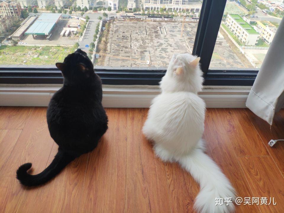 黑猫和白猫能一起养吗? - 知乎