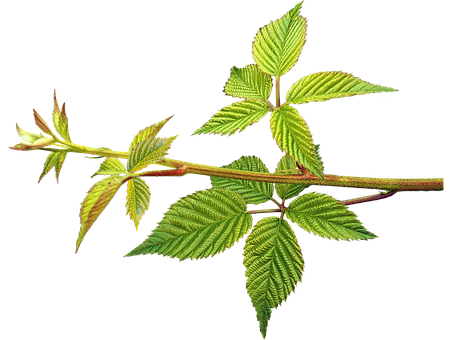 苦丁茶什么价格