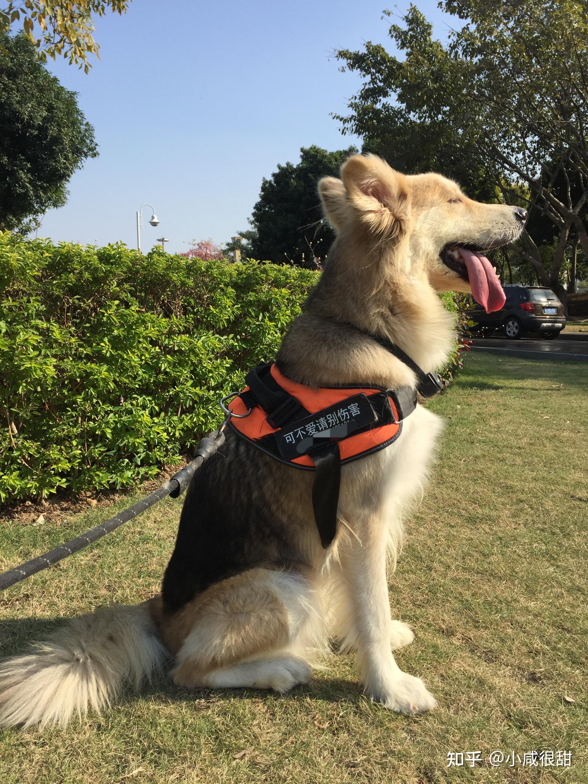 有没有金毛哈士奇阿拉斯加串串的照片,想看看好不好看. - 知乎