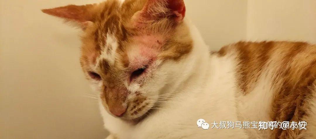 像猴的猫 - 知乎