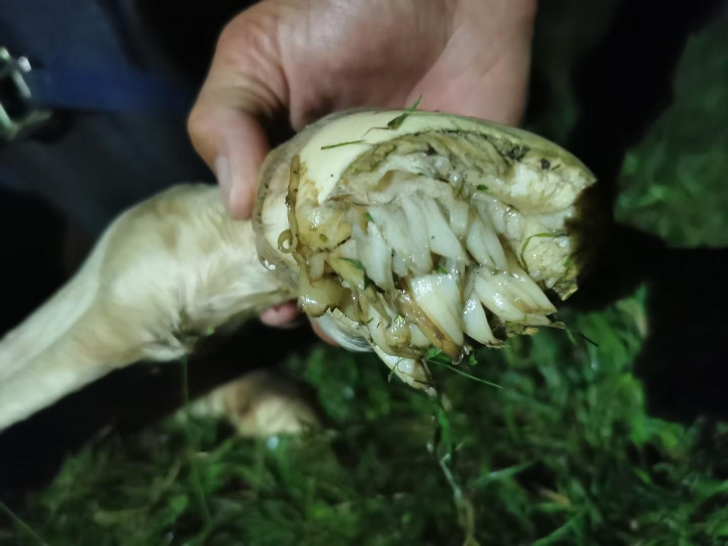 在网上看到刚出生的小马蹄子是这样的,网上没有找到靠谱的资料,是真的
