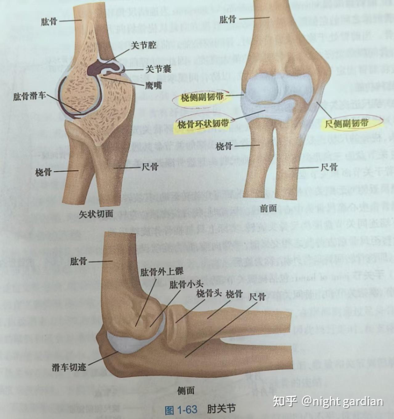 骶棘韧带,骶结节韧带及坐骨大,小孔的构成 6 骨盆