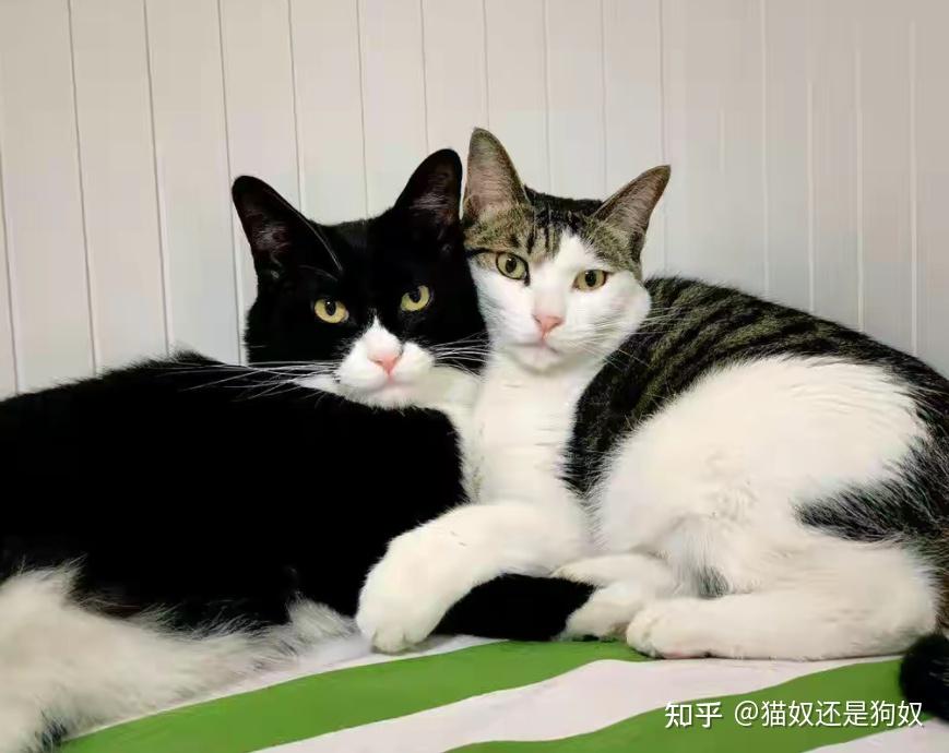 公猫母猫差别超大，养过才懂