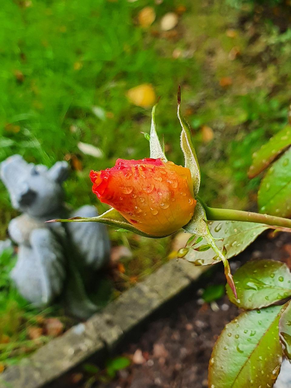 蔷薇种子什么季节种