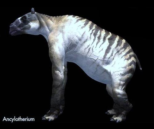 古代所指的驳到底是一种什么动物