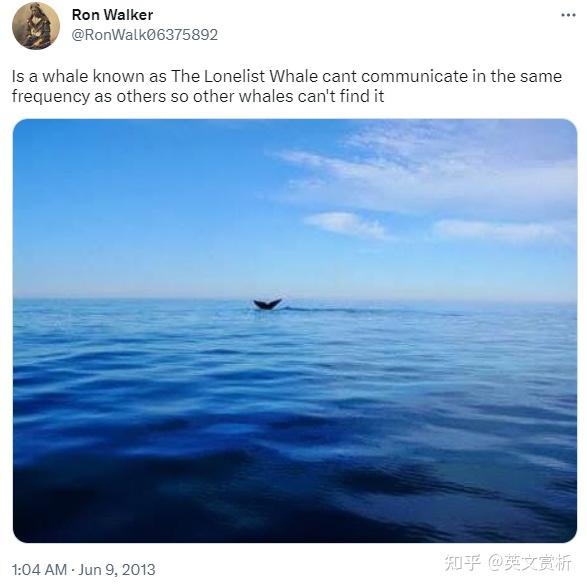 52 Hertz Whale | 世界上最深的孤独 - 知乎