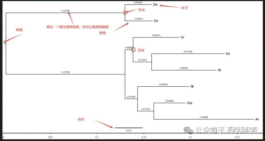 重磅教程！构建具有分歧时间的物种树（先导篇） - 知乎