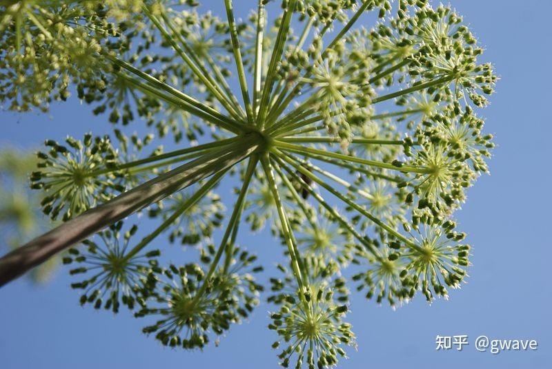 自然中的分形 - 知乎