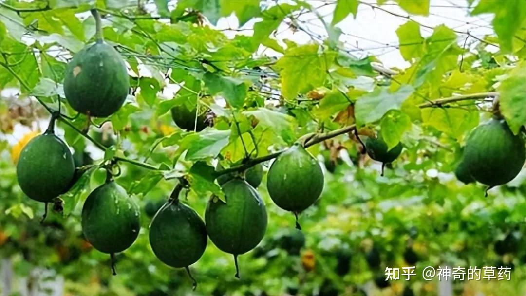 中药材:瓜蒌、瓜蒌皮、瓜蒌子 - 知乎