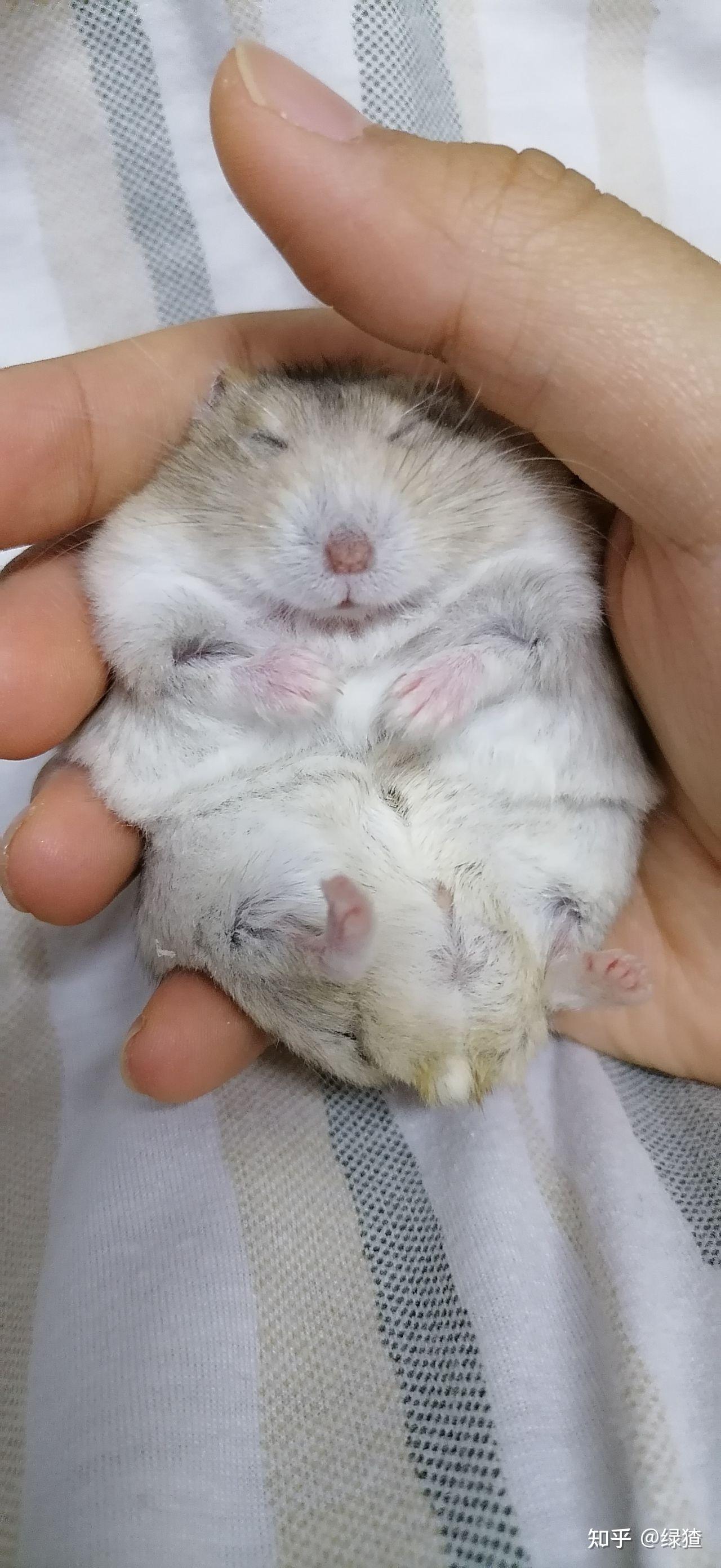 想问一下大家的布丁仓鼠都是就好可以上手的,新手没有任何经验,查过