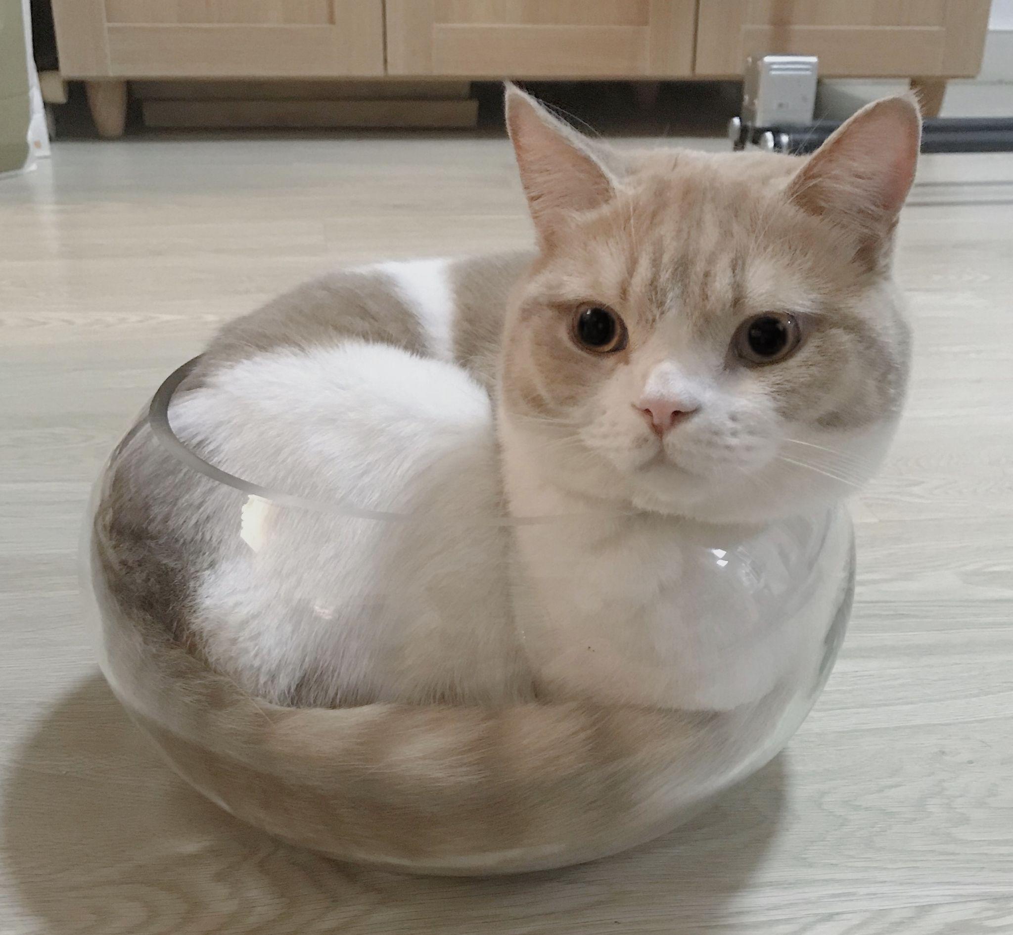 有哪些长相很有特点的网红猫咪? - 知乎