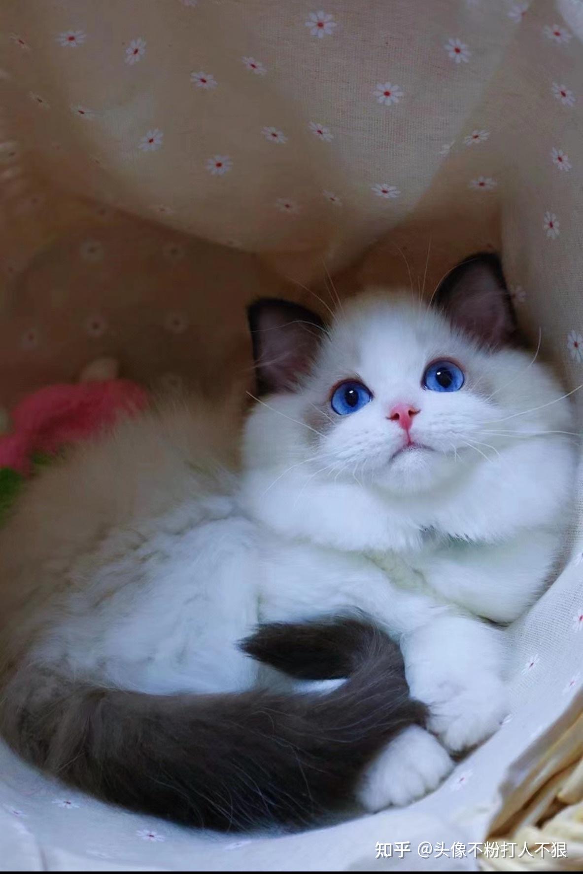 可爱的布偶店员说是蓝双价格7000想请问下宠物店买猫靠谱吗看着怎么样