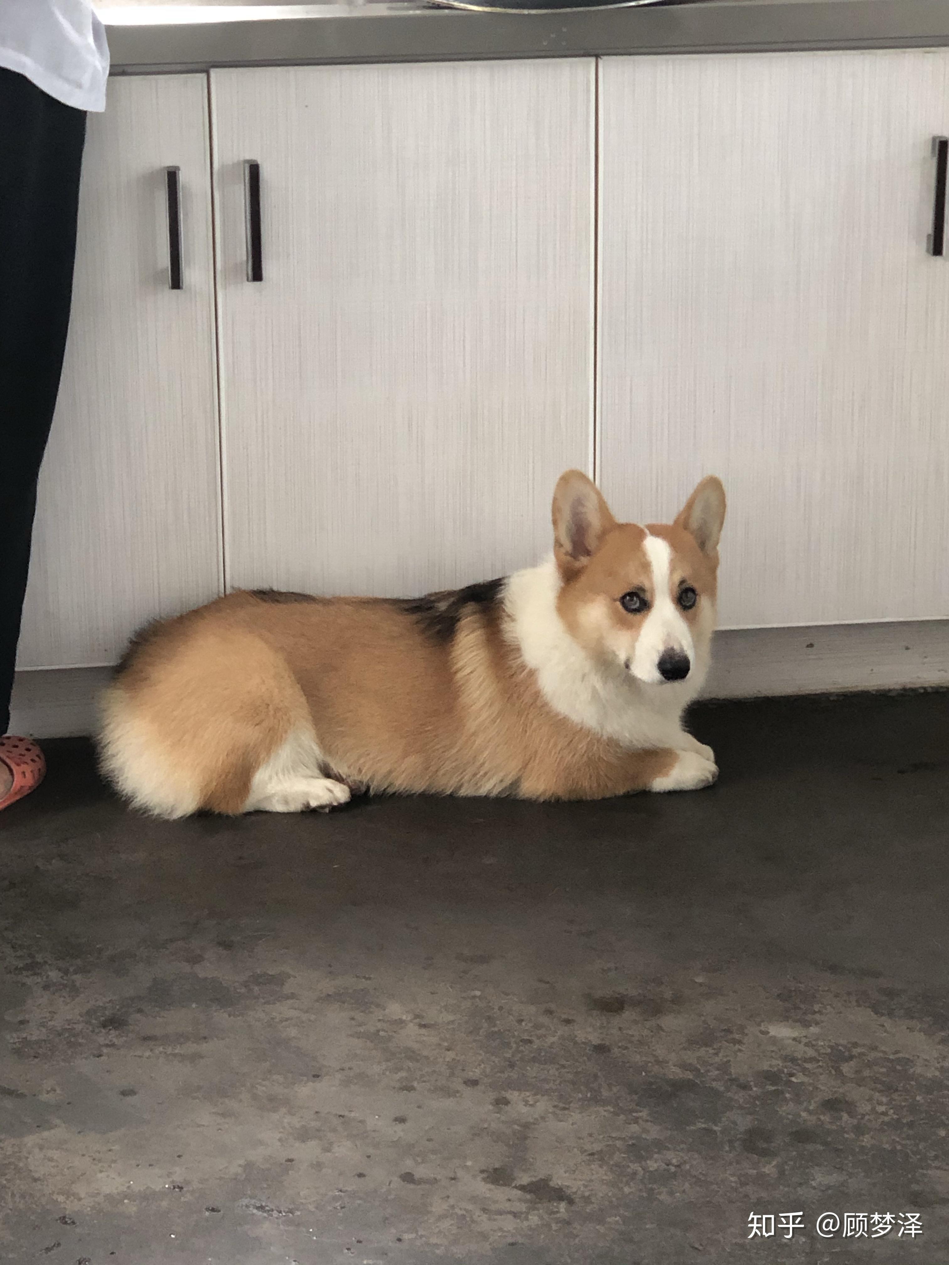 一只普通柯基大概多少钱? - 知乎