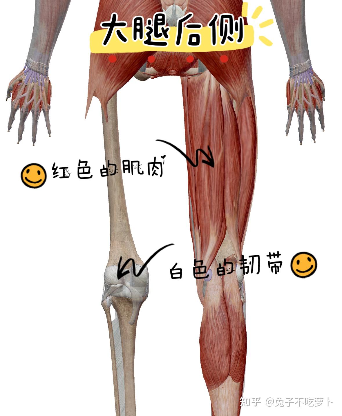 腿部韧带拉伸动作图片