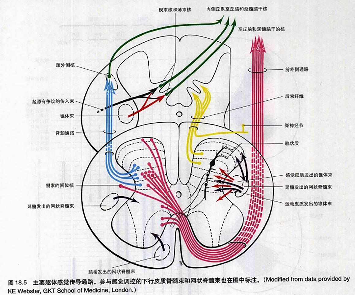 脊髓的解剖 - 知乎