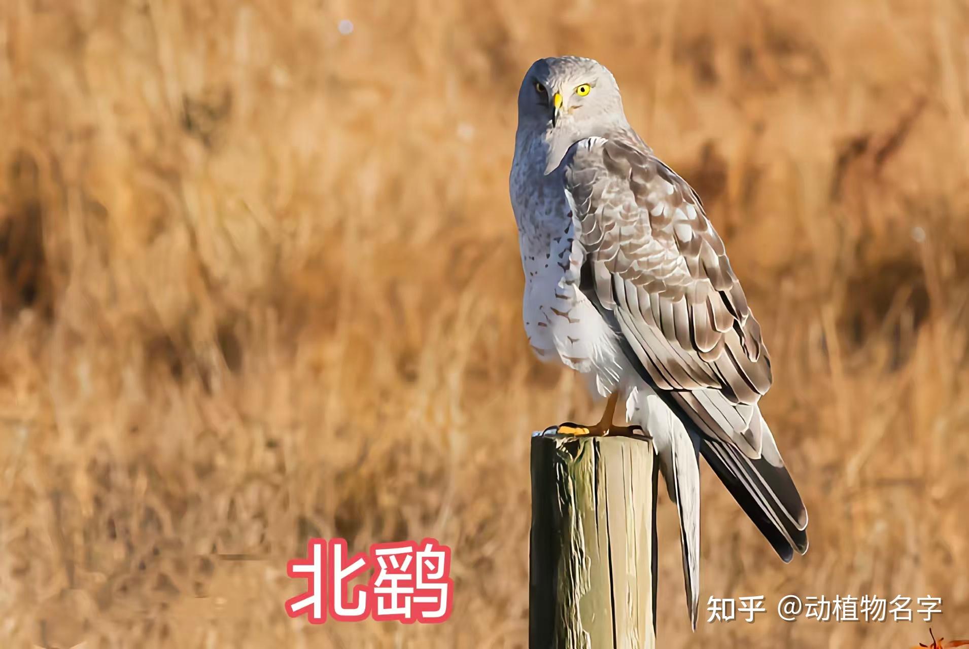 85图带您了解鹰科的鸟类,它们是苍穹之上的猛禽王者 - 知乎