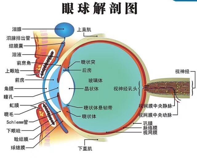 眼睛哪个部位没有屈光作用