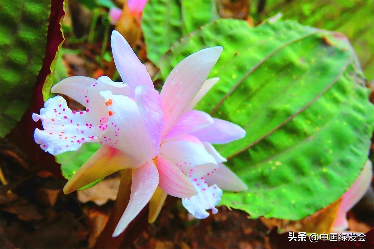 一叶一花：独花兰 | 绿会保护地科普 - 知乎