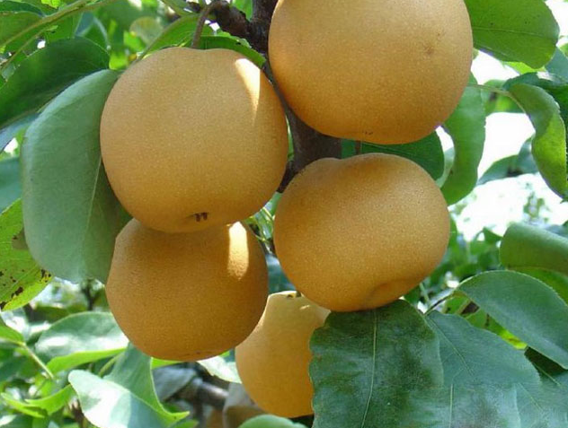 黑龙江牡丹江特产金香水梨图文介绍