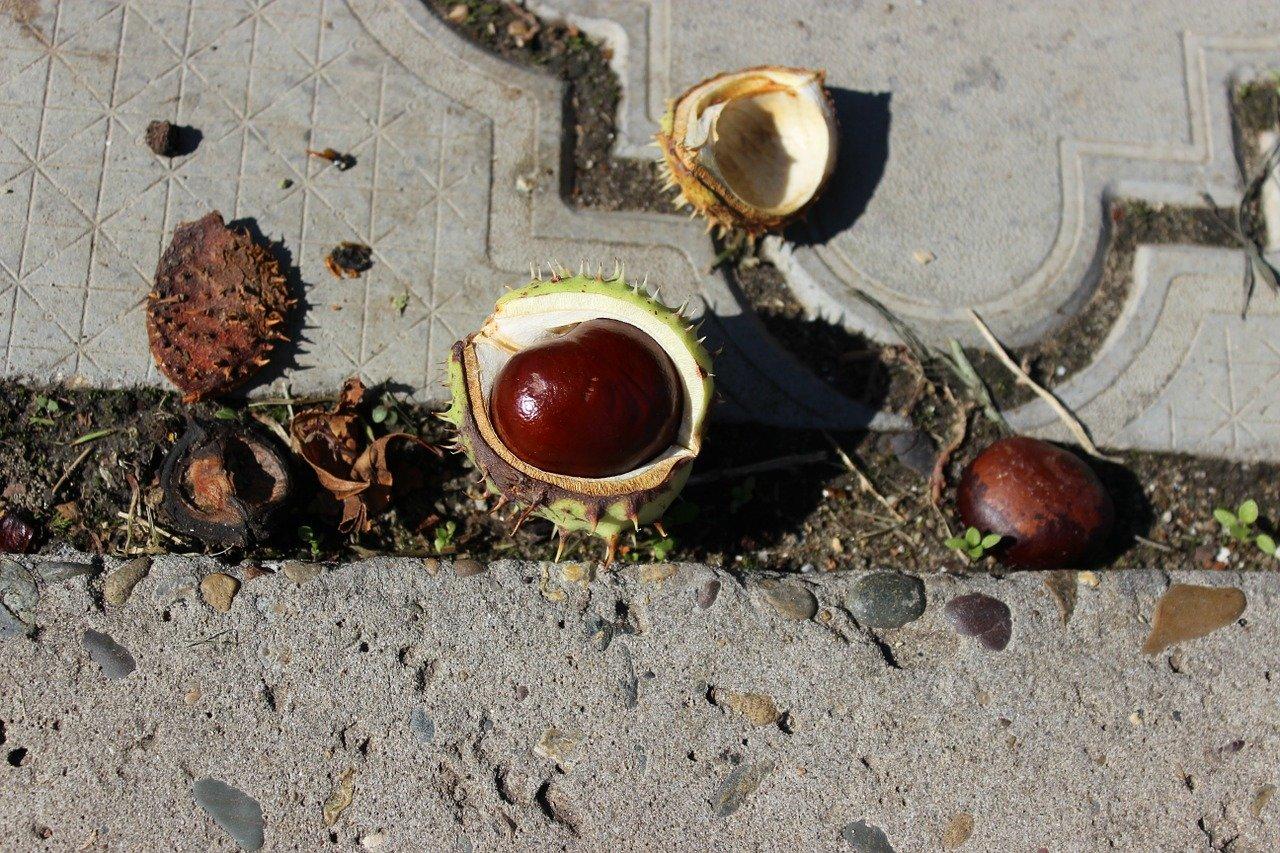 青皮核桃有什么营养