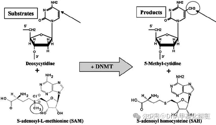 DNA甲基化的生物学过程 - 知乎