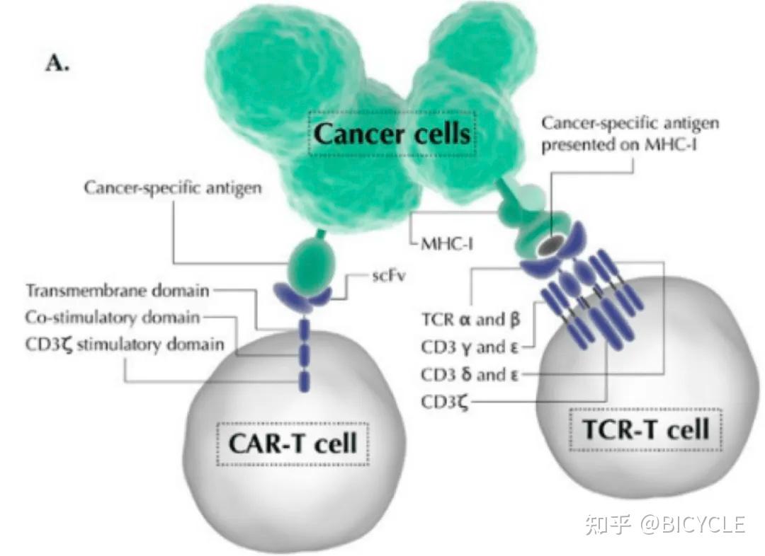 看透一个免疫分子：TCR - 知乎