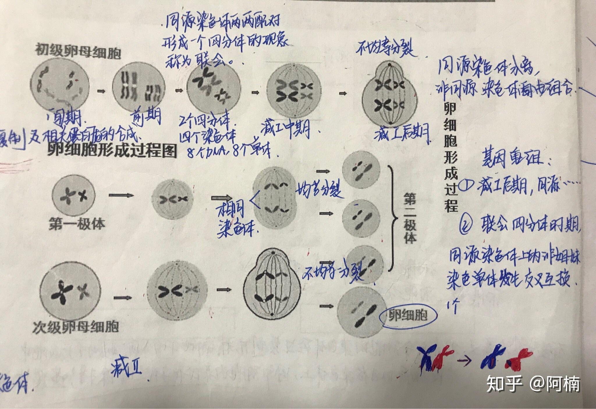 卵子减数过程图手绘图片