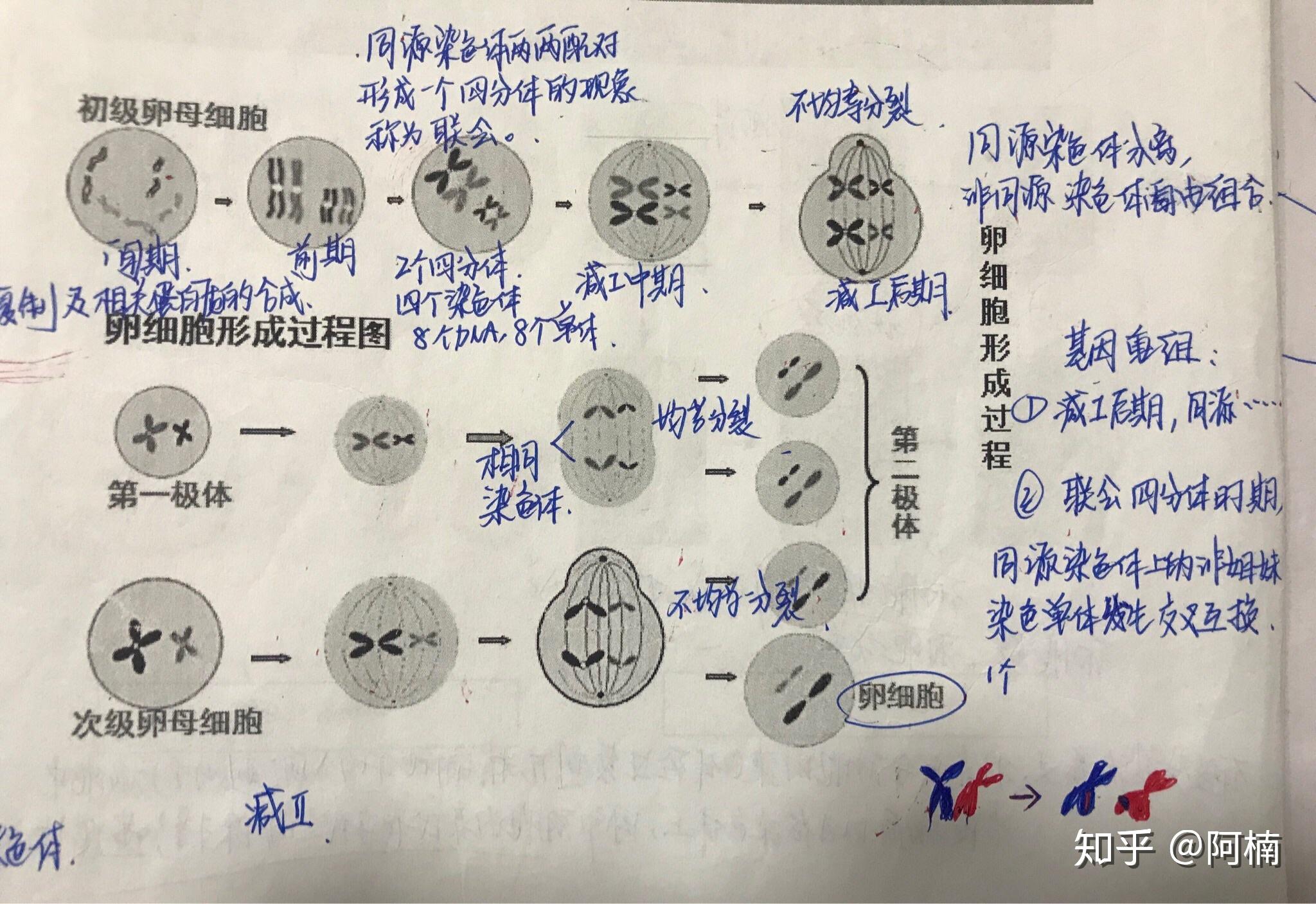 如何理解在减数分裂过程中非同源染色体及非姐妹染色体单体间发生交换
