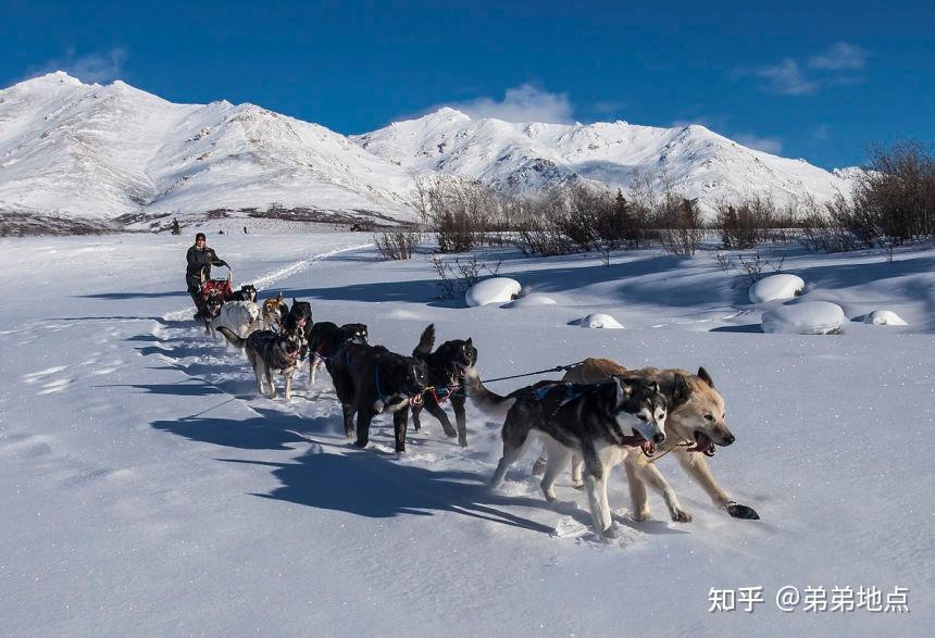 哈尔滨狗拉爬犁图片