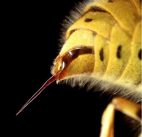 为什么昆虫等动物有如此强烈的求生欲