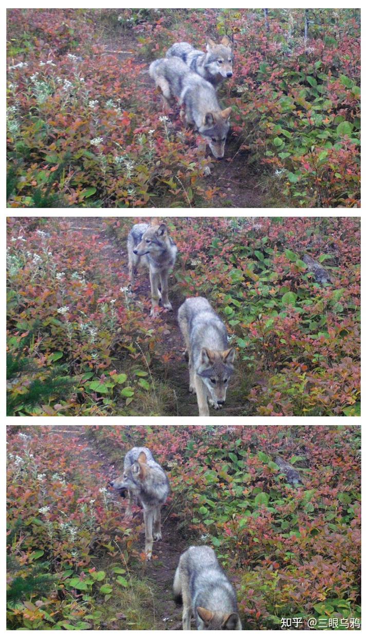 如果将 20 只狼和 500 只鹿放进同一孤岛，最后谁能活下来？