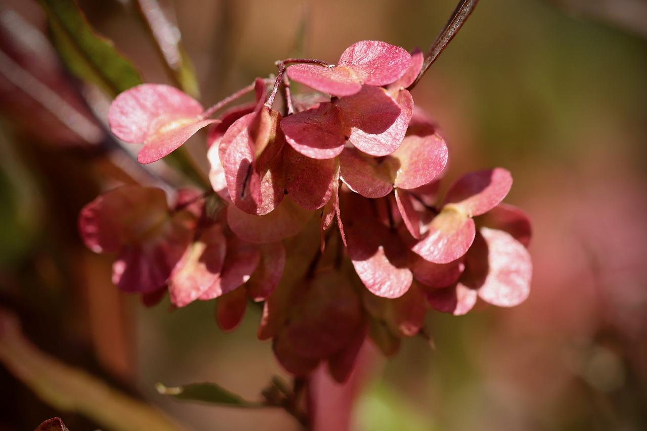 竹节海棠为什么不开花