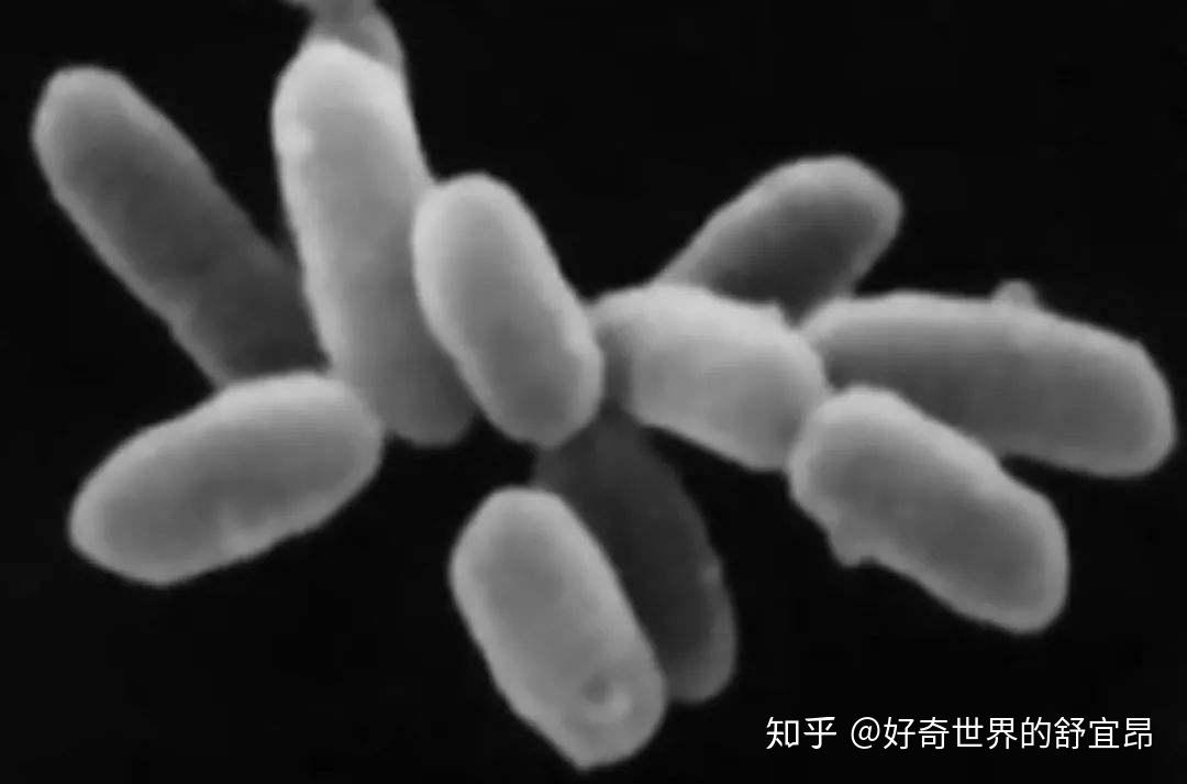 古菌：生物可能起源于此，又或是第三种生物体！ - 知乎