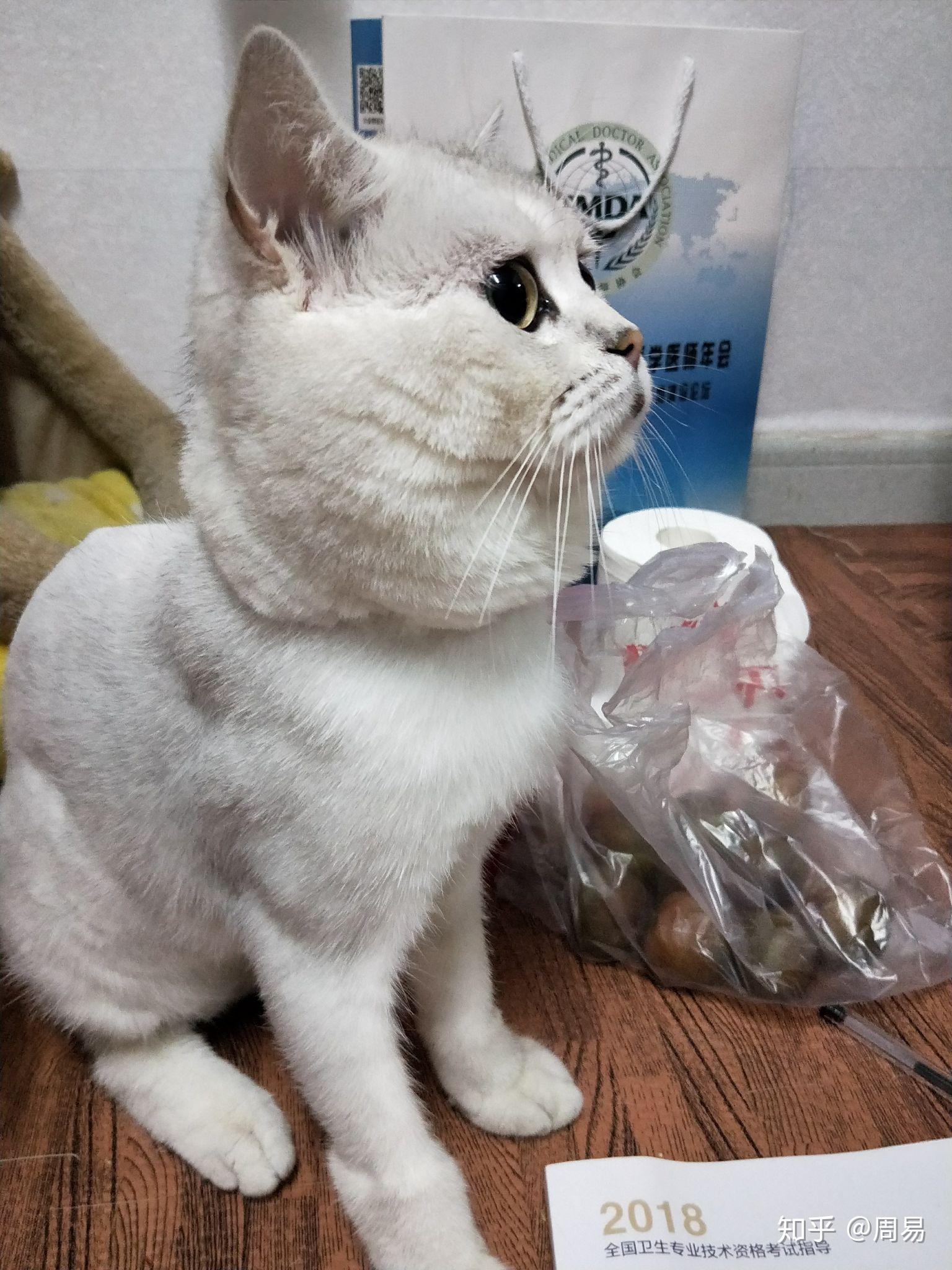 请问银渐层剃毛后毛色会变深吗