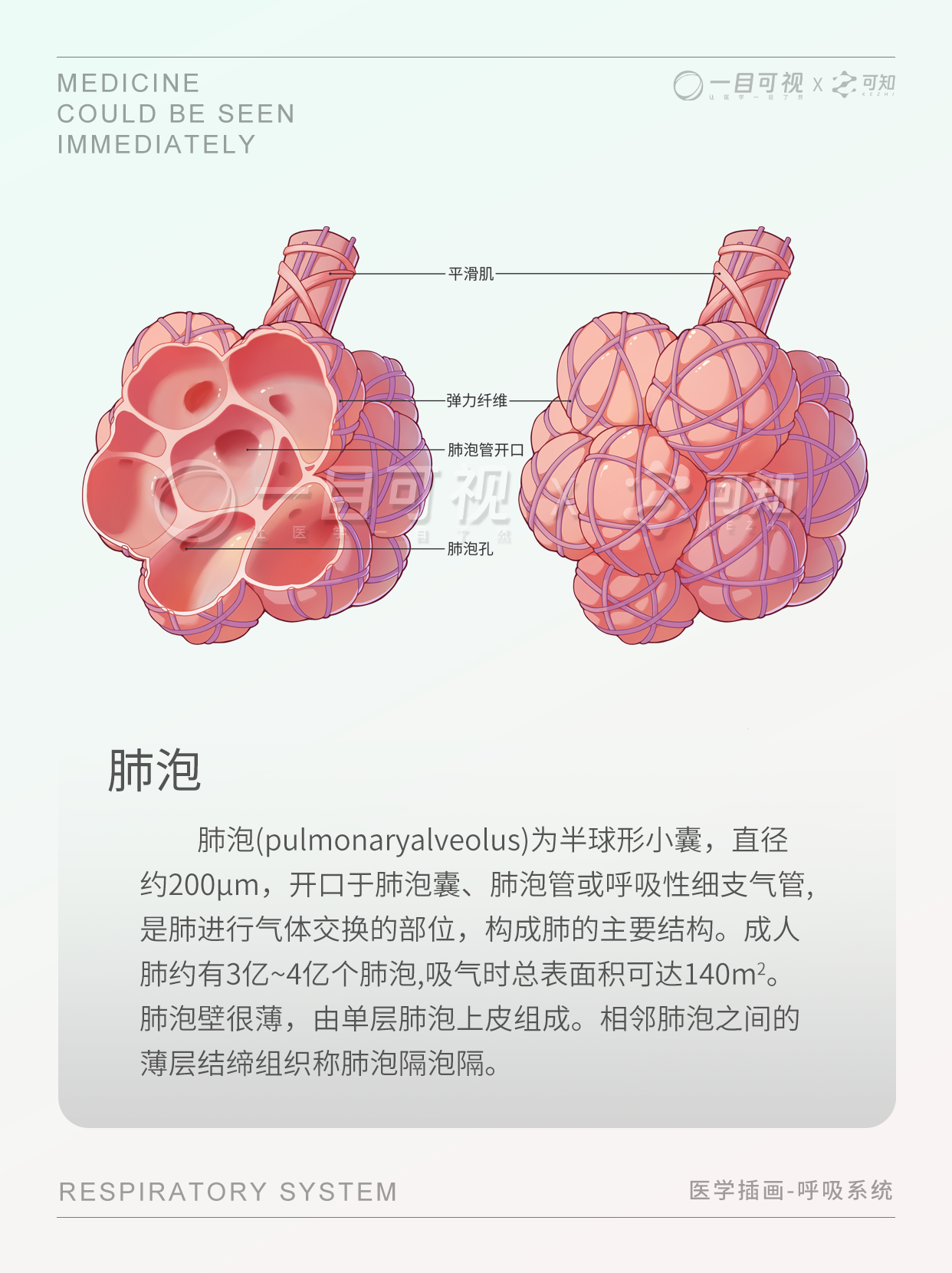 肺泡解剖 | 肺泡精细结构 - 知乎