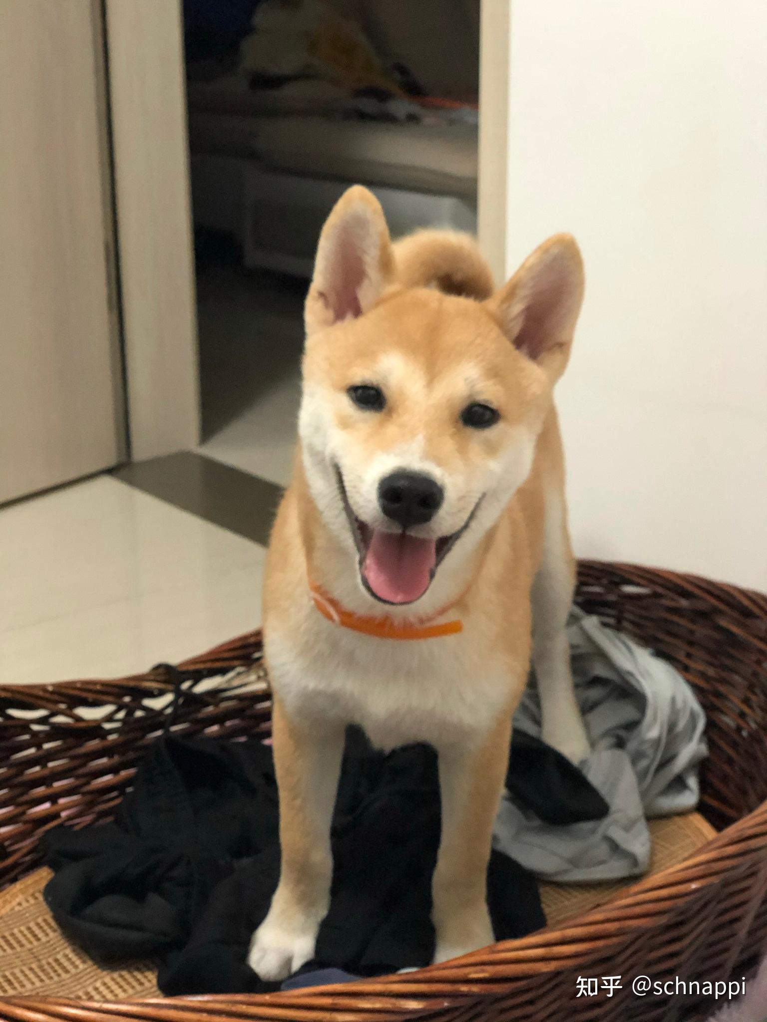 莫酱是朋友送的柴犬纯不纯