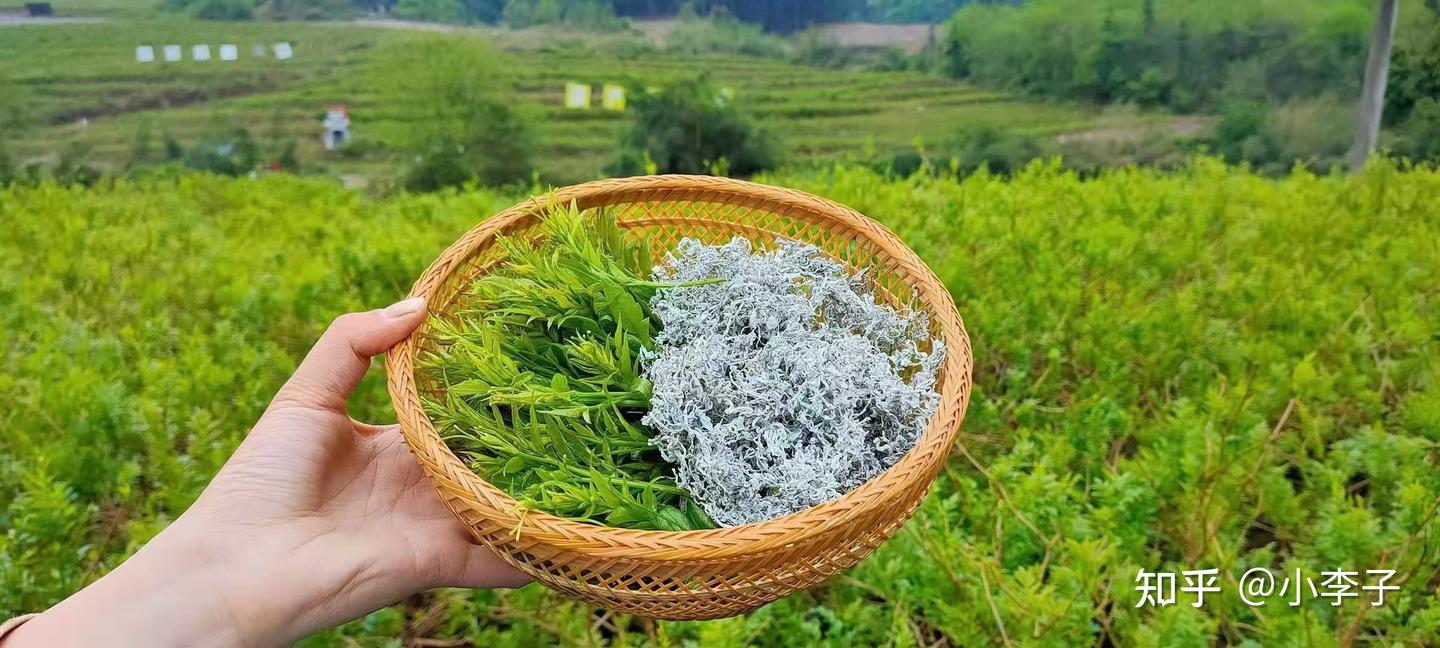 茅岩莓茶的功效与作用禁忌 - 知乎