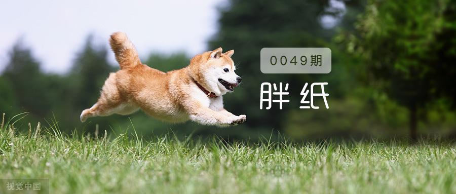 度过了尴尬期 瘦了没手感 如何让狗狗长肉 知乎 度过了尴尬期 瘦了没手感 如何让狗狗长肉 知乎