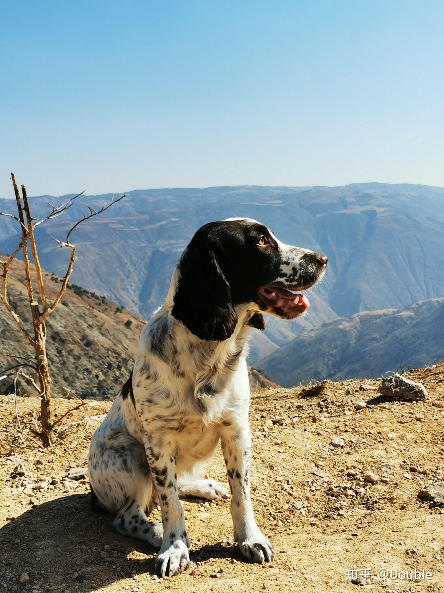 小白想入手史宾格狩猎型,但是这种犬在都市里比较少见,没有接触过所以