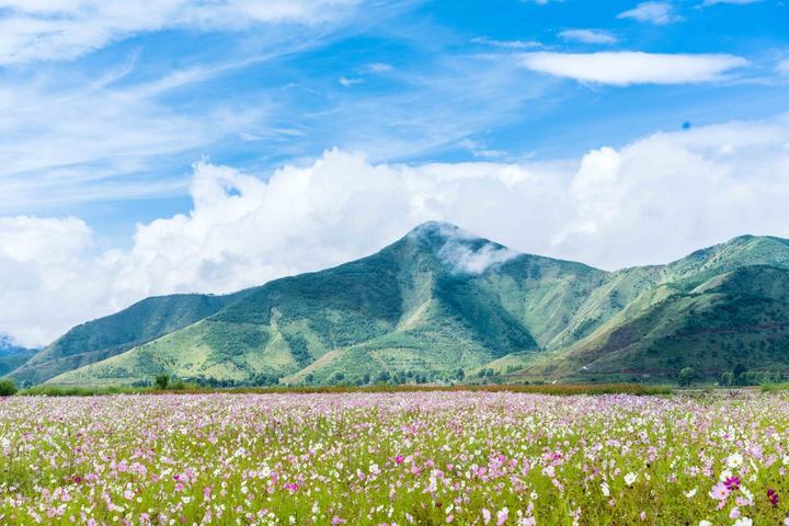 22年全国赏花时刻表 看完记得点赞收藏 知乎