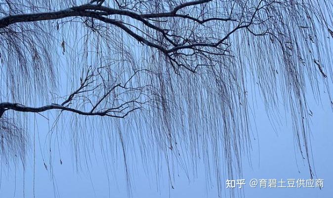 日常拍摄分享,大家帮我看看怎么样? - 知乎