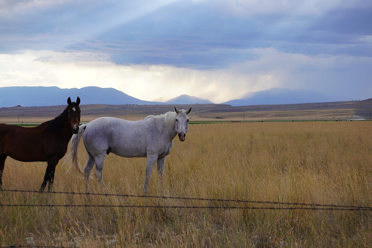 山场流转是什么性质