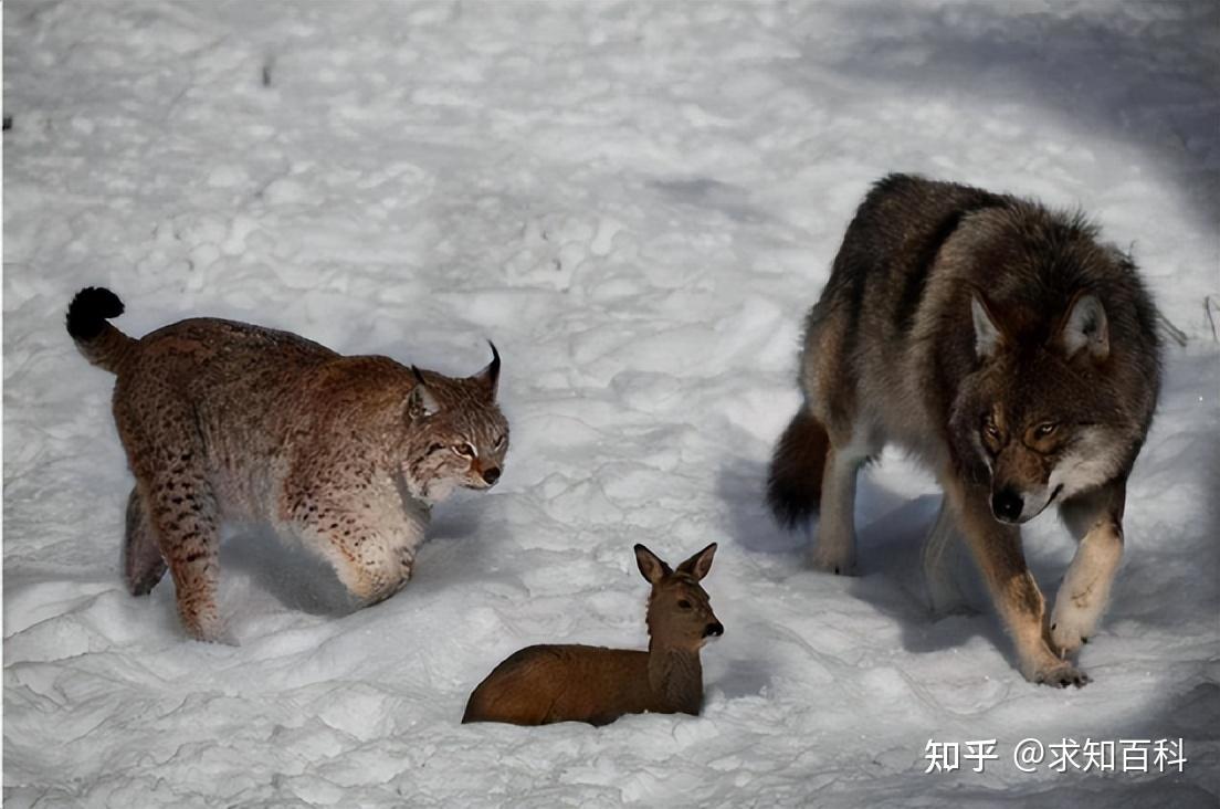 猞猁是什么动物?林子里百兽怕猞猁的气味却不怕狼?究竟怎么回 - 知乎